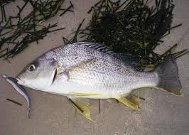 Image result for dying fish