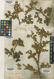 Image result for Solanum anguivi