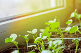 Here are some of the major problems you need to keep in check that kills houseplants 3. Common Mistakes Made While Growing Seeds Indoors