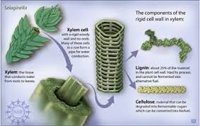 Plants adapt in order to efficiently collect raw materials required for photosynthesis. Multimedia Gallery Components Of Cell Wall In Xylem Nsf National Science Foundation
