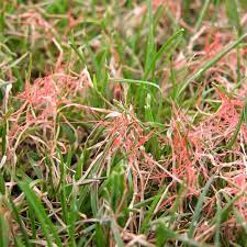 Red Thread Green Lawn Fertilizing