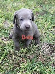 Bella Lab Bernese Beagle Pupper For Sale At New Haven Indiana Vip Puppies Labrador Retriever Labrador Puppy Labrador