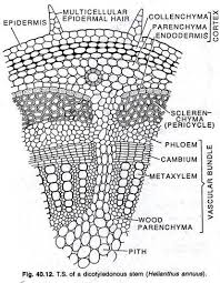 T S Of A Dicotyledonous Stem Primary Growth Biology Notes Plant Science
