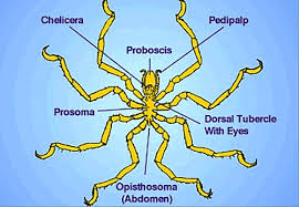 Sea Spiders Class Pycnogonida Google Search Escorpioes Aracnideos Anatomia