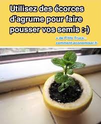 20 Secrets De Jardinage Que Tout Le Monde Devrait Connaitre Jardinage Trucs Et Astuces Jardinage Faire Une Bouture