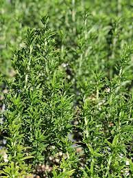 Image result for Satureja