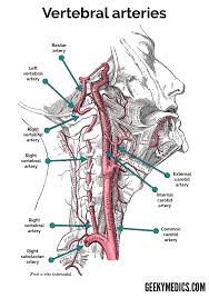 There is a printable worksheet available for download here so you can take the quiz with pen and paper. Arterial Supply Of The Brain Circle Of Willis Geeky Medics