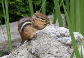Check spelling or type a new query. Chipmunk Wikipedia