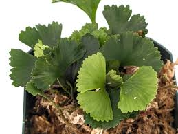 Image result for Elaphoglossum