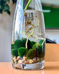 6 Tips For Marimo Moss Balls Sacred Elements In 2020 Marimo Moss Ball Marimo Moss Marimo Moss Ball Aquarium