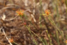 Image result for Gnidia microcephala