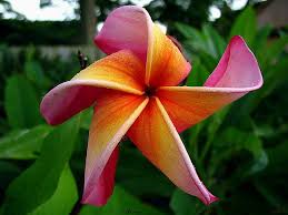 The Rare Plumeria Leticia Beautiful Flowers Unusual Flowers Unusual Plants