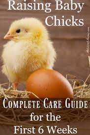 Raising Baby Chicks - Beginners Guide For The First 6 Weeks - Melissa K.  Norris