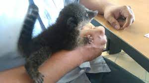 Cusumbos del zoológico de cali! Cusumbo Bebe Se Hallaba Perdido Portal Cvc