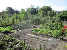 Un jardin potager, ou plus simplement potager, est un jardin ou une partie de jardin où se pratique la culture vivrière de plantes potagères destinées à la consommation familiale, soit principalement des légumes, des fruits non cultivables en verger et des plantes aromatiques. Location De Jardins Communaux