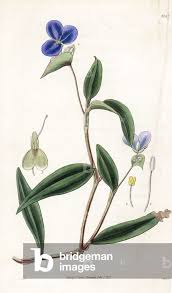 Image result for Commelina schweinfurthii