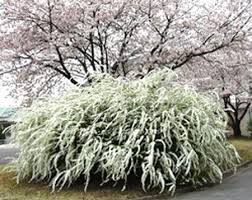 Spierstrauch Thunbergs Spierstrauch Spierstrauch Zierpflanzen Und Pflanzen