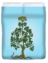 Image result for Petroselinum