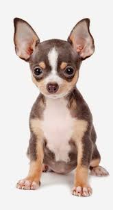 Cute Puppy And Dog Chihuahua Puppies Cute Animals Pets