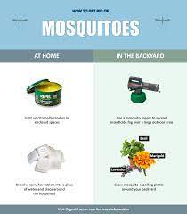 How To Get Rid Of Mosquitoes In The House With Natural Home Remedies Natural Mosquito Repellant Mosquito Mosquito Repellent Candle