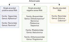Classification Of Arboviruses Arboviruses Are Included In Six Download Scientific Diagram