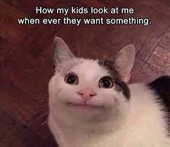 100 funniest cat memes ever. Afternoon Funny Memes 34 Pics Funny Cat Memes Funny Animal Memes Funny Pictures