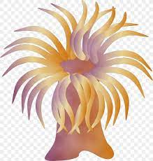 Sea Anemone Clip Art Plant Marine Invertebrates Cnidaria Png 2051x2149px Watercolor Cnidaria Marine Invertebrates Paint Petal Anemone nemorosa anemone canadensis anemonefishes sea anemone , anemone transparent background png clipart. sea anemone clip art plant marine