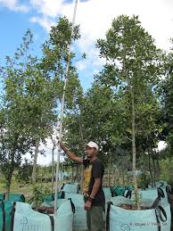 Image result for Curtisia dentata