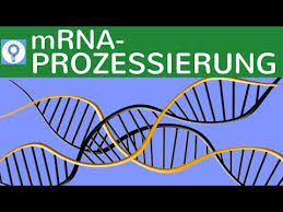 Check spelling or type a new query. M Rna Prozessierung Genetisches System Proteinbiosynthese Bei Eukaryoten Einfach Erklart Youtube