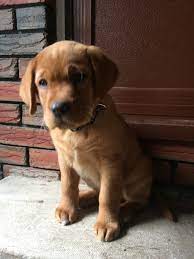 Our Little Red Fox Lab About 2 And A Half Months Lab Puppies Fox Red Labrador Cute Animal Quotes
