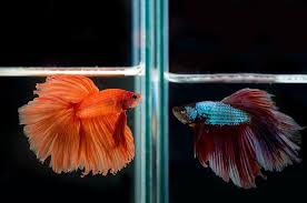 First, bettas have been known to show extreme aggression to the point of killing other fish. Can A Male And Female Betta Live Together Fish Tank Master