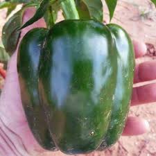 Perfectly round melons of exacting mighty veggies 'red bell' (king arthur) sweet pepper. King Arthur Sweet Pepper Plants For Sale Free Shipping