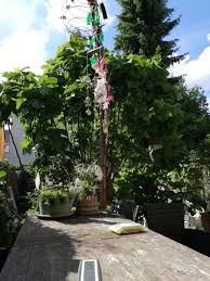 Mein Sichtschutz Meine Feige Feigen Sichtschutz Garten Ideen