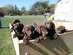 Ascii characters only (characters found on a standard us keyboard); Chocolate Lab Puppies Are Ready Now For Sale In Toledo Ohio Classified Americanlisted Com