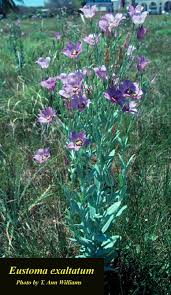 Image result for eustoma flamenco