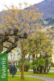 Image result for Turraea floribunda