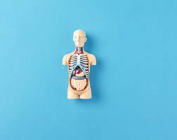 Image result for internal organs