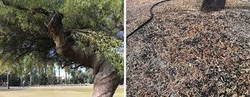 Common succulents around the world include: Trees From Around The World Right Here In Tucson Local Yard Garden Resources