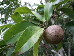 Image result for Sapotaceae