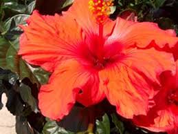 The standard care of a hibiscus involves either bringing a potted hibiscus indoors over the winter or digging up a hibiscus from the soil and bringing it indoors. Growing The Tropical Hibiscus In Louisiana