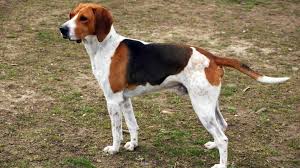 Image result for Harrier dog