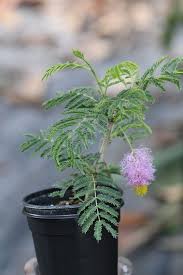 Image result for Dichrostachys