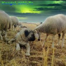Check What New We Have In Store Love Pitbulls Kangal Kopegi Coban Kopegi Kedi Kopek
