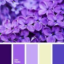 Color Palette 1889 Violet Color Palette Color Palette Yellow Color Palette