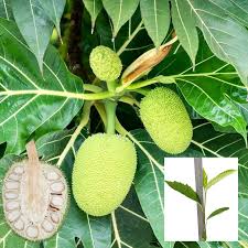 Image result for Artocarpus
