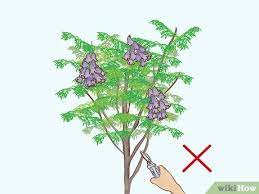 Jacaranda is fairly hardy after it matures a bit; How To Grow A Jacaranda Tree 11 Steps With Pictures Wikihow