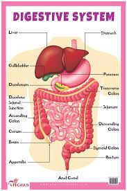 Buy Digestive System Thick Laminated Primary Chart Book