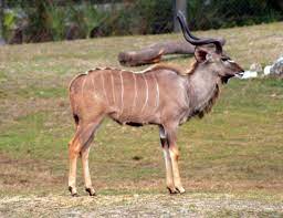 Greater Kudu Jacksonville Zoo And Gardens Photo Rex Turner Jacksonville Zoo Nature Animals Mammals