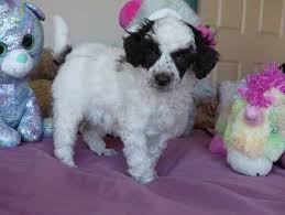 Black And White Parti Toy Poodle Miniature Poodles Parti Colour Chocolate White Black White Dogs Puppies Gumtree Australia Logan Area M Black And White Dog Poodle Dogs And Puppies