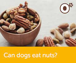 Check poison symptoms, diagnosis & treatments. Can Dogs Eat Nuts For Dogs Ooddles